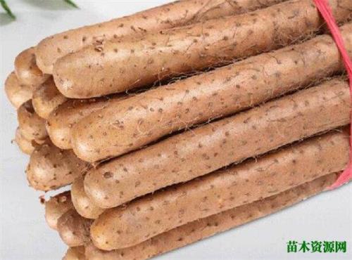 山药主要产自哪里