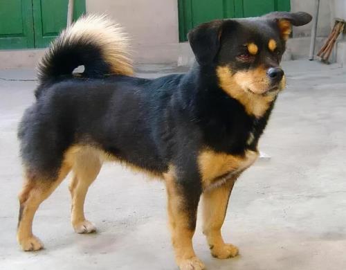 纯种中华田园犬多少钱一只