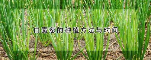葱栽培的方法