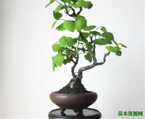 银杏盆景多久浇一次水