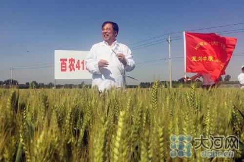 小麦育种专家排行榜