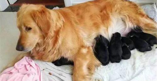 金毛一窝生几个