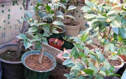 茶花怎样剪枝