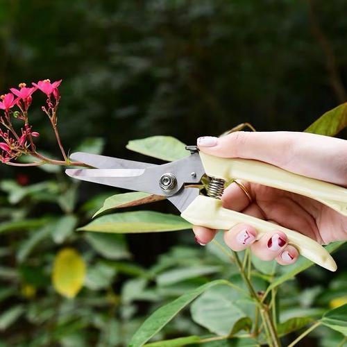 怎么样正确的修剪花枝