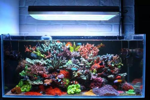 海缸和淡水缸区别