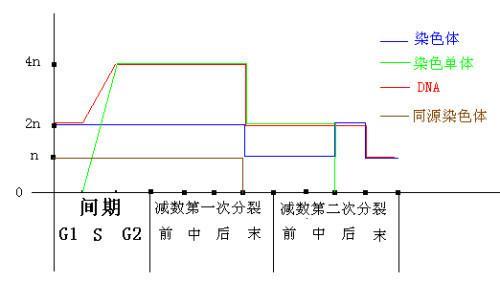 联会原理
