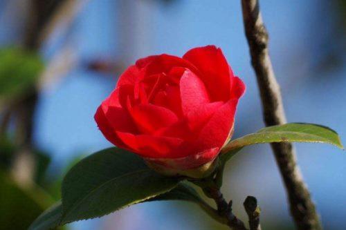 红山茶花的花语是什么代表什么