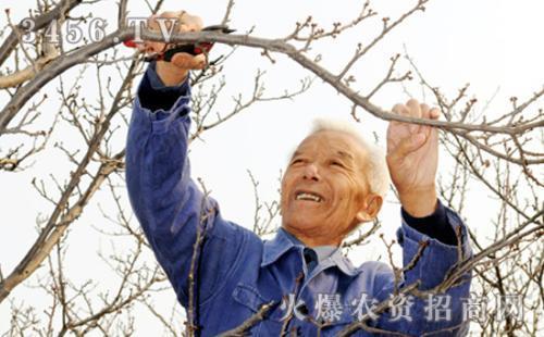 8年以上杏树冬季修剪方法