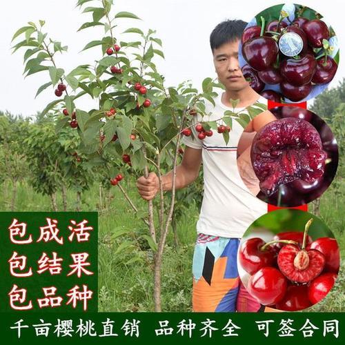 车厘子种植多久结果
