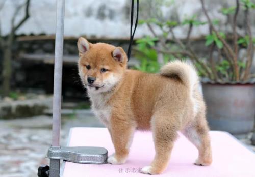 柴犬幼犬肚子白吗