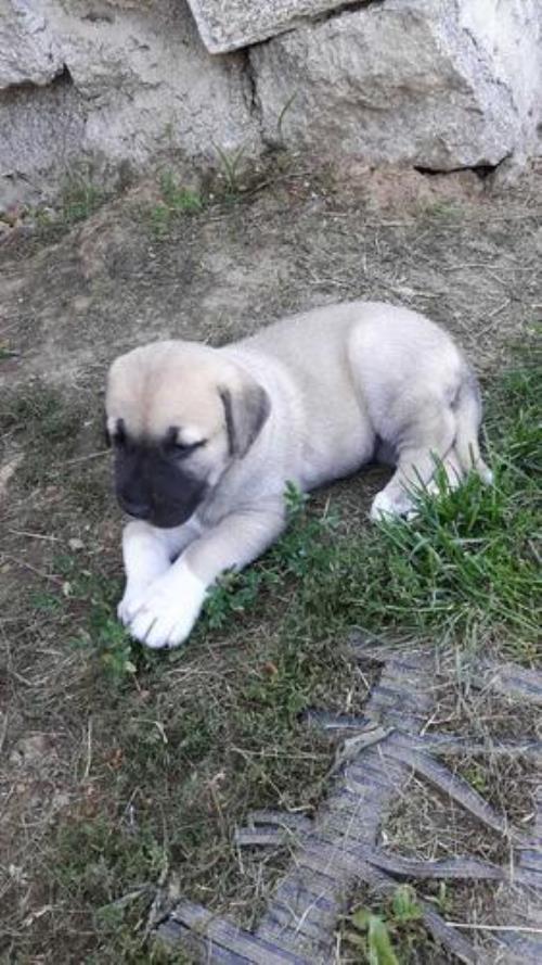 坎高犬纯种多少钱一只