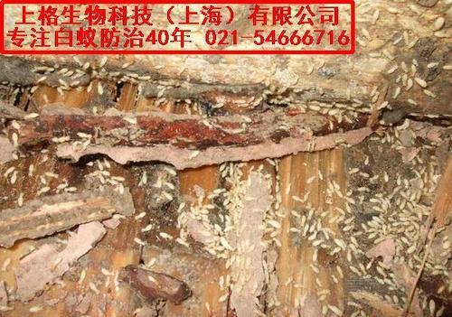 松木桩地基会得白蚁吗