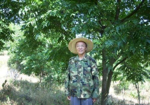 山楂树把枝杈都锯掉还能活吗