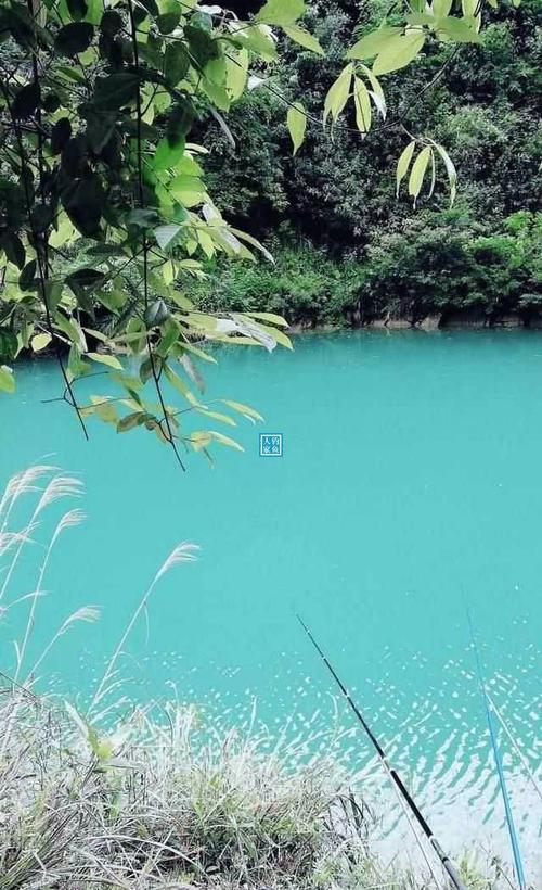 斑驳油鱼哪里钓