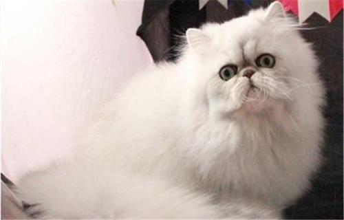 四个月猫智商相当于几岁