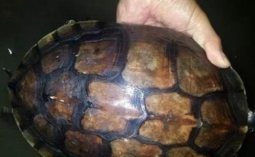 花龟多少度时需要加温