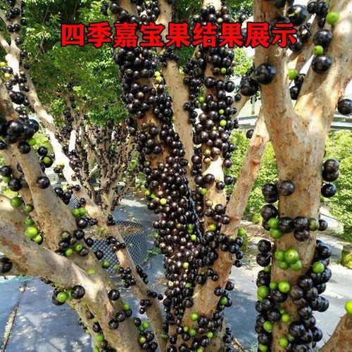 嘉宝果要多少年才挂果