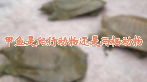甲鱼，水蛇是不是两栖动物