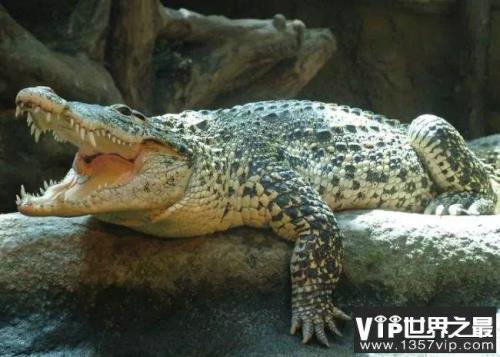 亚洲鳄鱼的种类