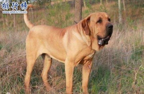 康加尔犬与坎高犬是一个品种吗