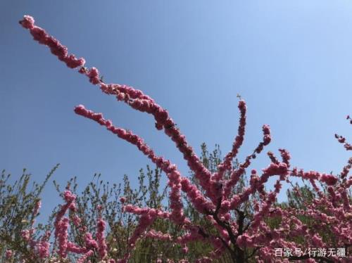 春风吹来百花盛开什么歌