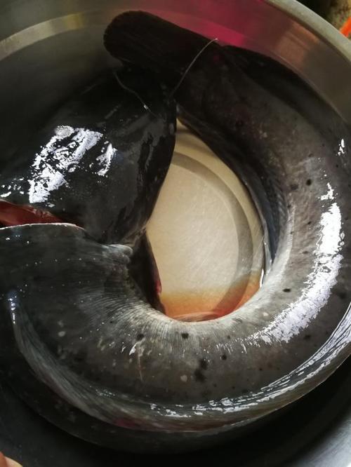 鲶鱼怎么处理干净内脏