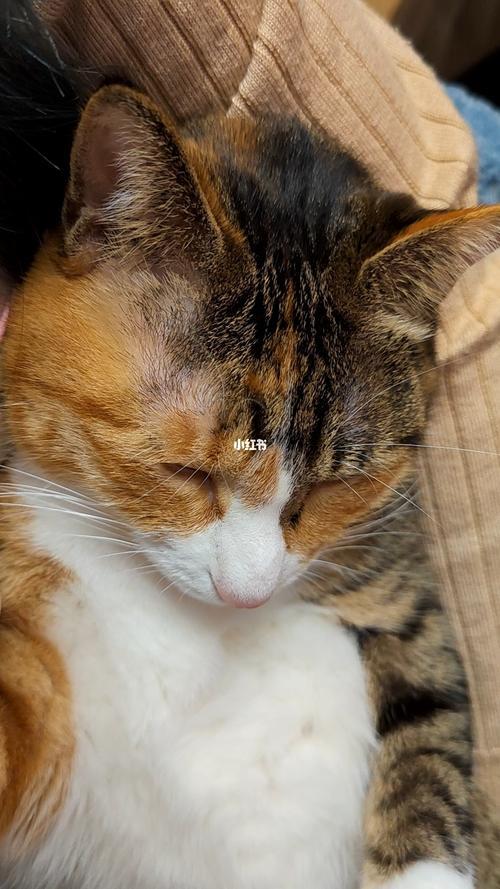 猫咕噜咕噜是什么意思