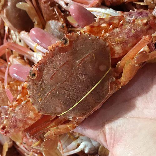 板蟹属于河蟹还是海蟹