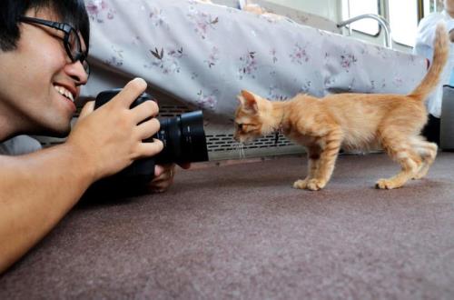 火车带猫攻略