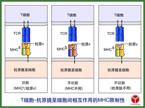 hla-dm分子名词解释