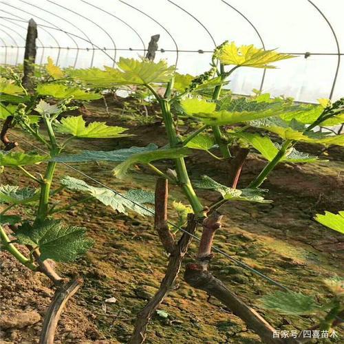 葡萄树什么时候嫁接最佳