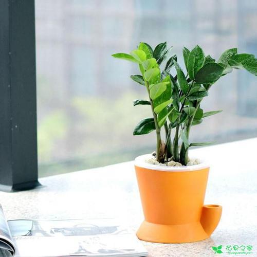椽子树的养殖方法