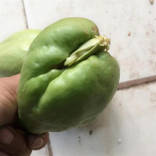佛手瓜种子怎么种植方法