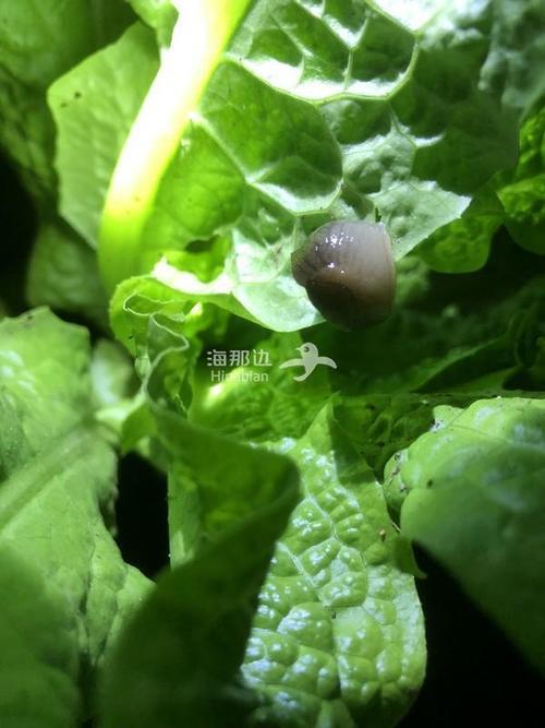 菜地里的核桃虫怎么消灭
