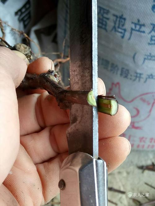 葡萄树怎么嫁接
