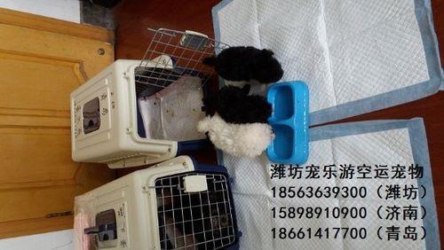 如何火车托运狗狗急