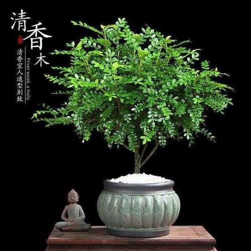 九里香盆栽怎么养