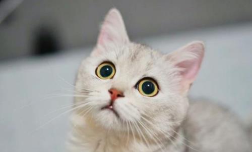 家猫的寿命大约是多少年