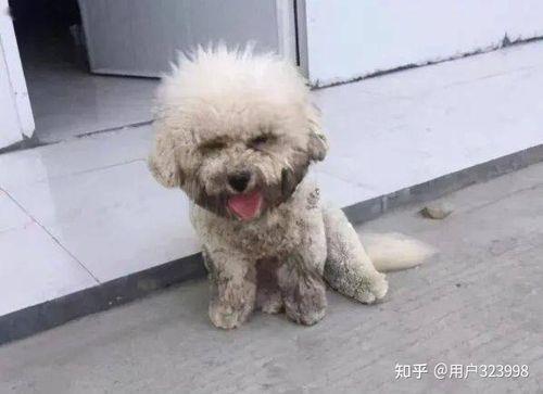 比熊背弓正常吗