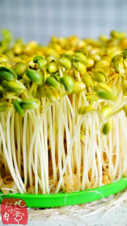 黄豆芽怎么发的过程