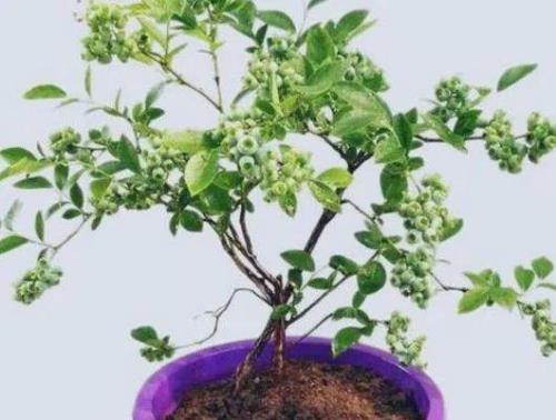 盆栽蓝莓用深盆还是浅盆