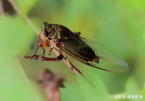 秋蝉是什么虫