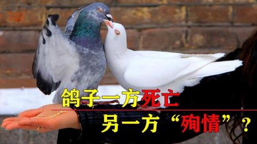 为什么鸽子是一夫一妻制