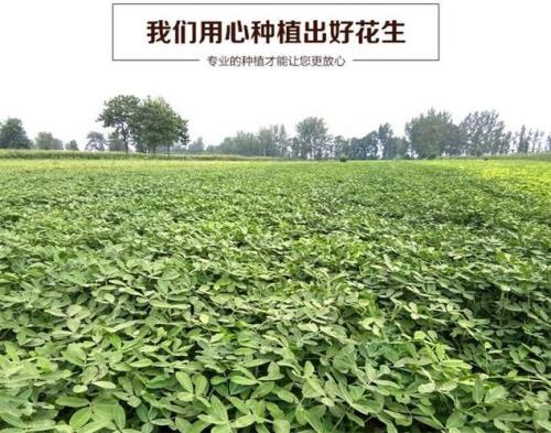 信花一号花生种怎么样