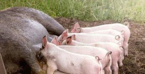 海上养猪可以吗