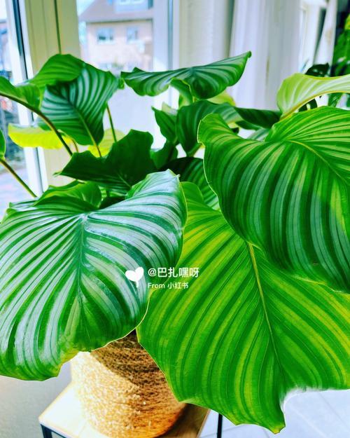 竹芋植物怎么养