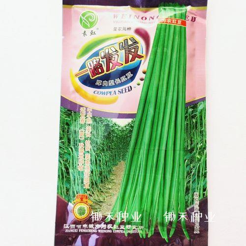 翠绿1号豆角亩产