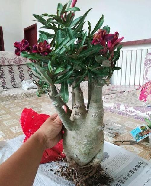 沙漠玫瑰开花后怎么处理