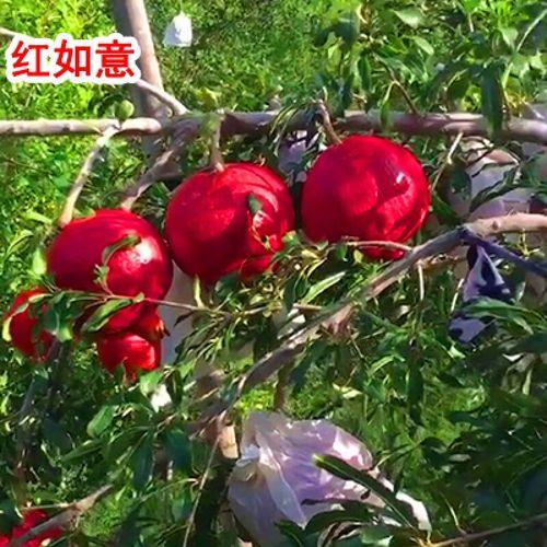 红如意石榴树有刺吗