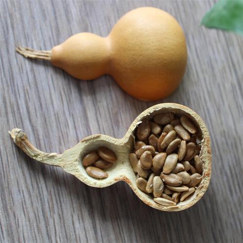 小葫芦几月种